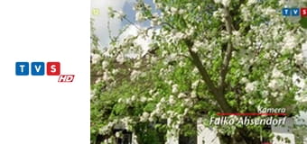 Doktor Jan z Deekelsen