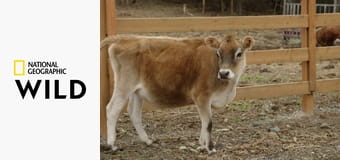 Weterynarz z powołania S11E3 - Senior w opałach