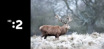 Poľovnícke zvyky a tradície