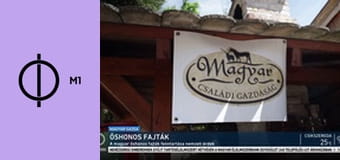 Magyar gazda