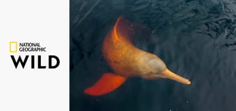 Nejdivnější zvířata Jižní Ameriky S1E2 - Země obrů a zakrslíků