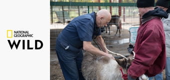 Niezwykły dr Pol S10E9 - Króliczku, pokaż się!