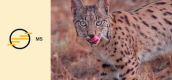 Ibéria erdeiben E1 - Továbbadni az életet