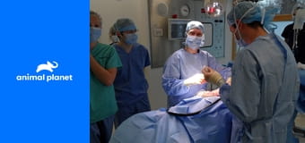 Zvířecí pohotovost S1E10 Zvířecí pohotovost S1E10