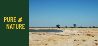 Африканска дива природа: Щраусът, нелетящата птица