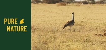 Păsările uimitoare din Africa - partea 2