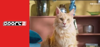 Jégkorong - svéd bajnokság, rájátszás, premier, élő, HD