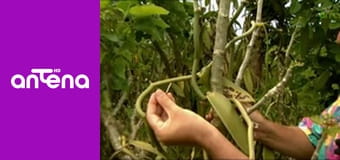 Wojciech Cejrowski - boso przez świat S1E66 - Wanilia