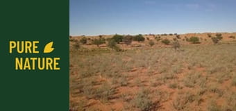 Fauna africană: Parcul "Transfrontalier Kgalagadi"