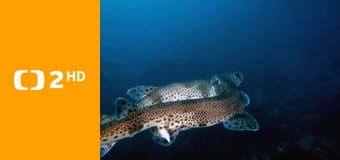 Příroda Walesu E1 - Po setmění v zemi divočiny