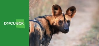 Likaony - w pogoni za watahą S1E2