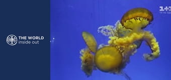 Jellyfish hunting and how the Chinese cook it. China.