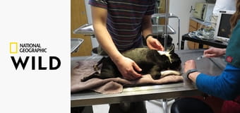 Niezwykły dr Pol S12E16 - Naindyczony