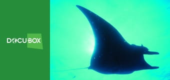 Podwodne królestwo S1E2 - Olbrzymy z San Benedicto