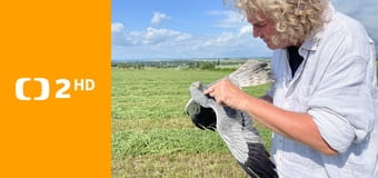 Moták lužní - ten, který létá v polích