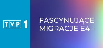 Fascynujące migracje E4 - Sokół skalny