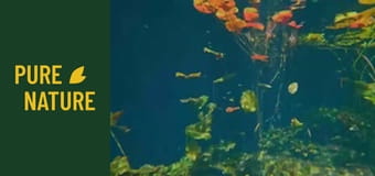 Peșterile subacvatice din Mexic: O lume subacvatică incredibilă