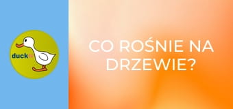 Co rośnie na drzewie?