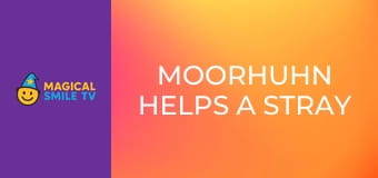 Moorhuhn Helps a Stray Moorhuhn Helps a Stray