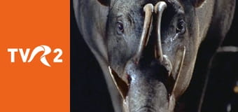 Frumuseţea discretă a urâţilor