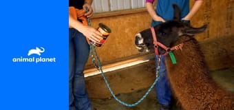 Dr. Jeff: Veterinář ze Skalnatých hor S2E1 - Devět životů Dr. Jeff: Veterinář ze Skalnatých hor S2E1 - Devět životů