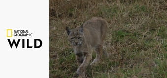 Olśniewająca Ameryka: Tajemnicza Kaskadia E2 - Sekrety sekwoi