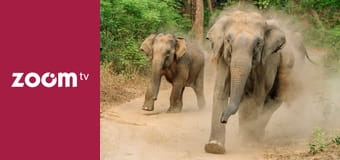 Dzika przyroda na żywo S1E4