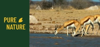 Animale sălbatice din Africa: Antilopele din Africa