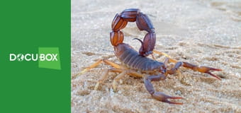 Dzikie zwierzęta E8 - Największe