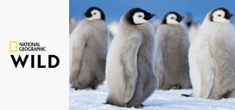 Tajemství tučňáků S1E2 - Rebelové z podstaty