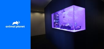 Akváriá na mieru S8E9 - Rýchly a rybí