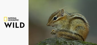 A tél rejtett csodái S1E1 - Dermesztő Amerika