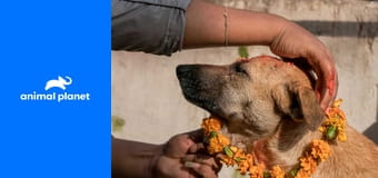 Psi: jejich neznámé dějiny S1E1 - Přežijí ti nejpřátelštější Psi: jejich neznámé dějiny S1E1 - Přežijí ti nejpřátelštější