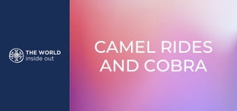 Tevegelés és kobra vs. mongúz harc. Pakisztán.