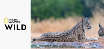 Az ibériai hiúz birodalma S1E2 - Tavasz