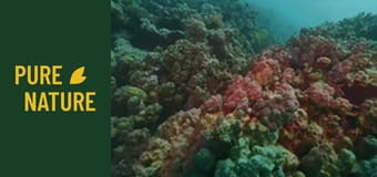 Sub Marea Roșie: O lume subacvatică incredibilă