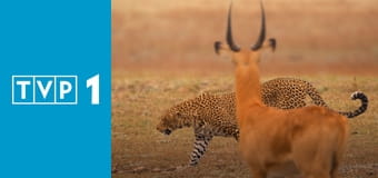 Ssaki E1 - Ciemności