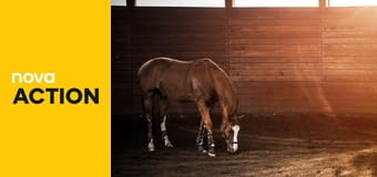 Jezdectví: Global Champions Playoffs 2025