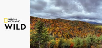 Zwierzęta parków narodowych USA