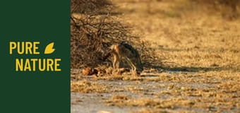 Fauna africană: Șacali și hiene, prădătorii Africii