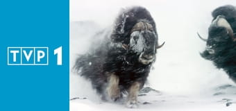 Norwegia. Zew natury