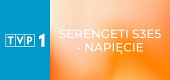 Serengeti S3E5 - Napięcie