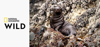 Dorastanie w świecie zwierząt - Lwiątko