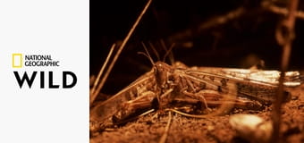 Top 10 - az állatvilág legjei S1E6 - Fenegyerekek