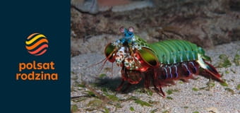 Cuda oceanu S1E8 - Ośmiornica