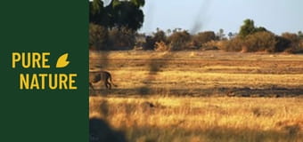 Дивите животни на Африка: Лъвове