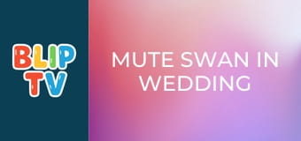 Mute swan in wedding fever Mute swan in wedding fever