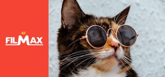 Zakręcone stworzonka z Internetu S1E1