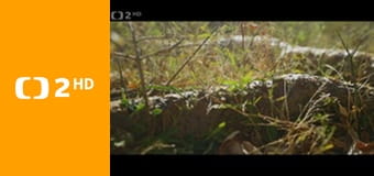 O stromech a lese E2 - Madagaskarský baobab