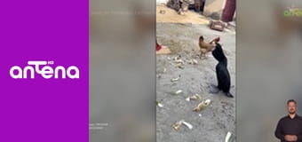 Zakręcone stworzonka z Internetu S1E9